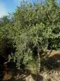 Quercus coccifera
